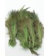 Ringneck rump hackle - Flyco