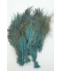 Ringneck rump hackle - Flyco