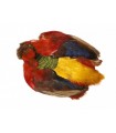 Golden pheasant body skin