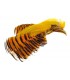 Golden pheasant complete head natural