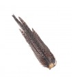 Hen pheasant complete tail