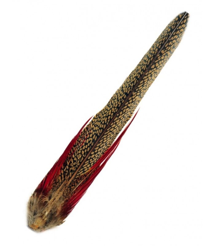 Golden pheasant complete tail