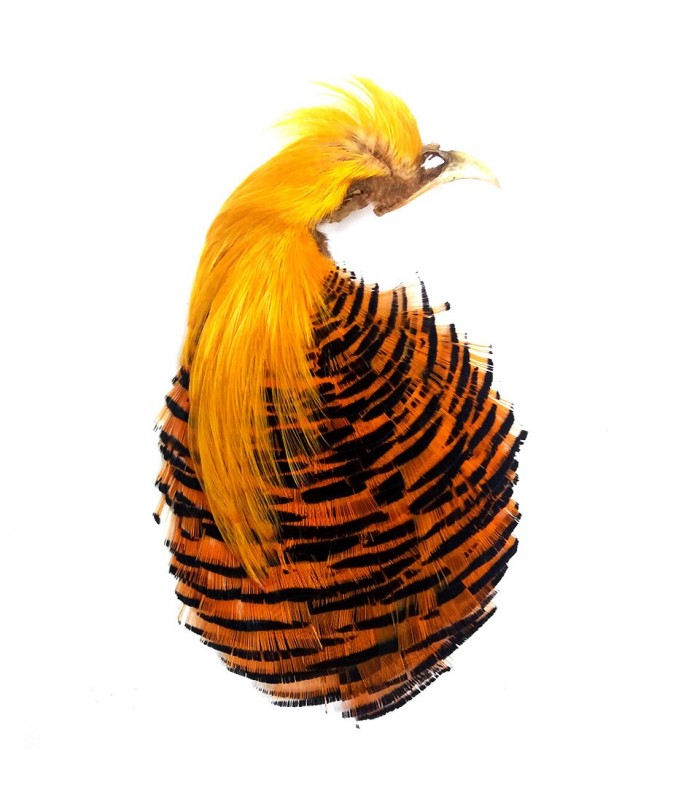 Golden pheasant complete head natural No.1