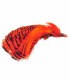 Golden pheasant complete head dyed orange