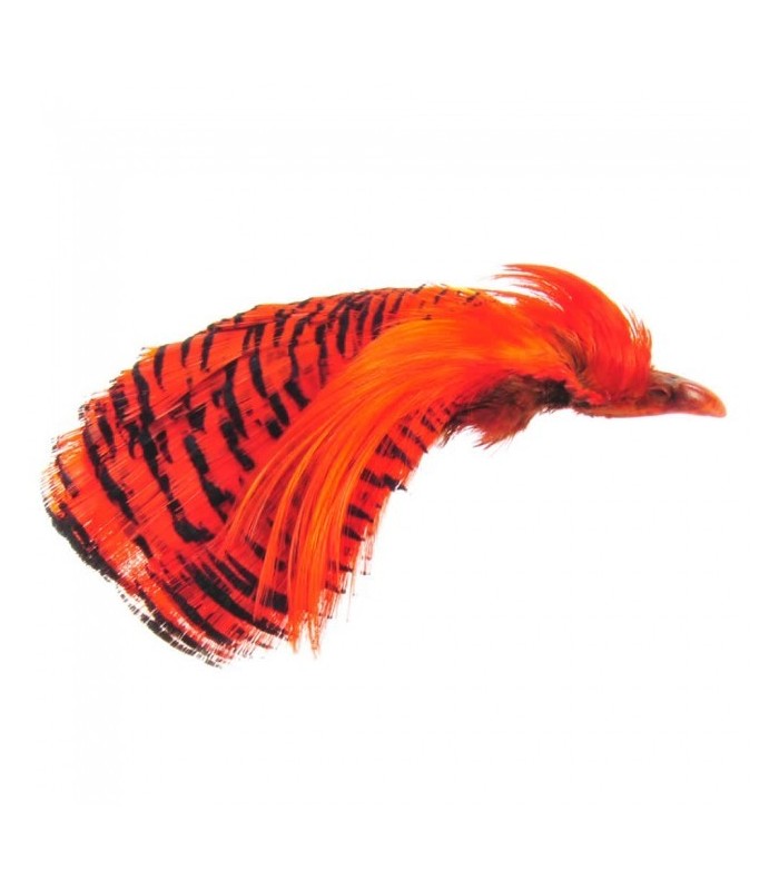 Golden pheasant complete head dyed orange