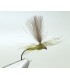 Mayfly paradun brown