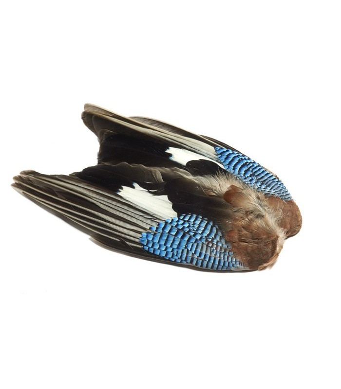 Blue jay wings - Veniard