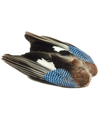 Blue jay wings - Veniard