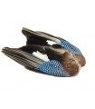 Blue jay wings - Veniard