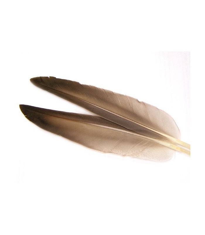 Mallard duck wing quills gray - Veniard