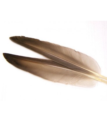 Mallard duck wing quills gray - Veniard