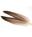 Mallard duck wing quills gray - Veniard