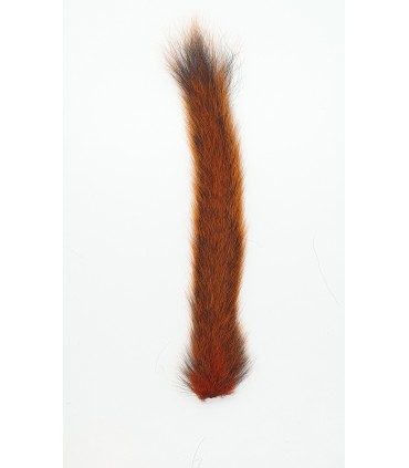 Squirrel tail - Horns